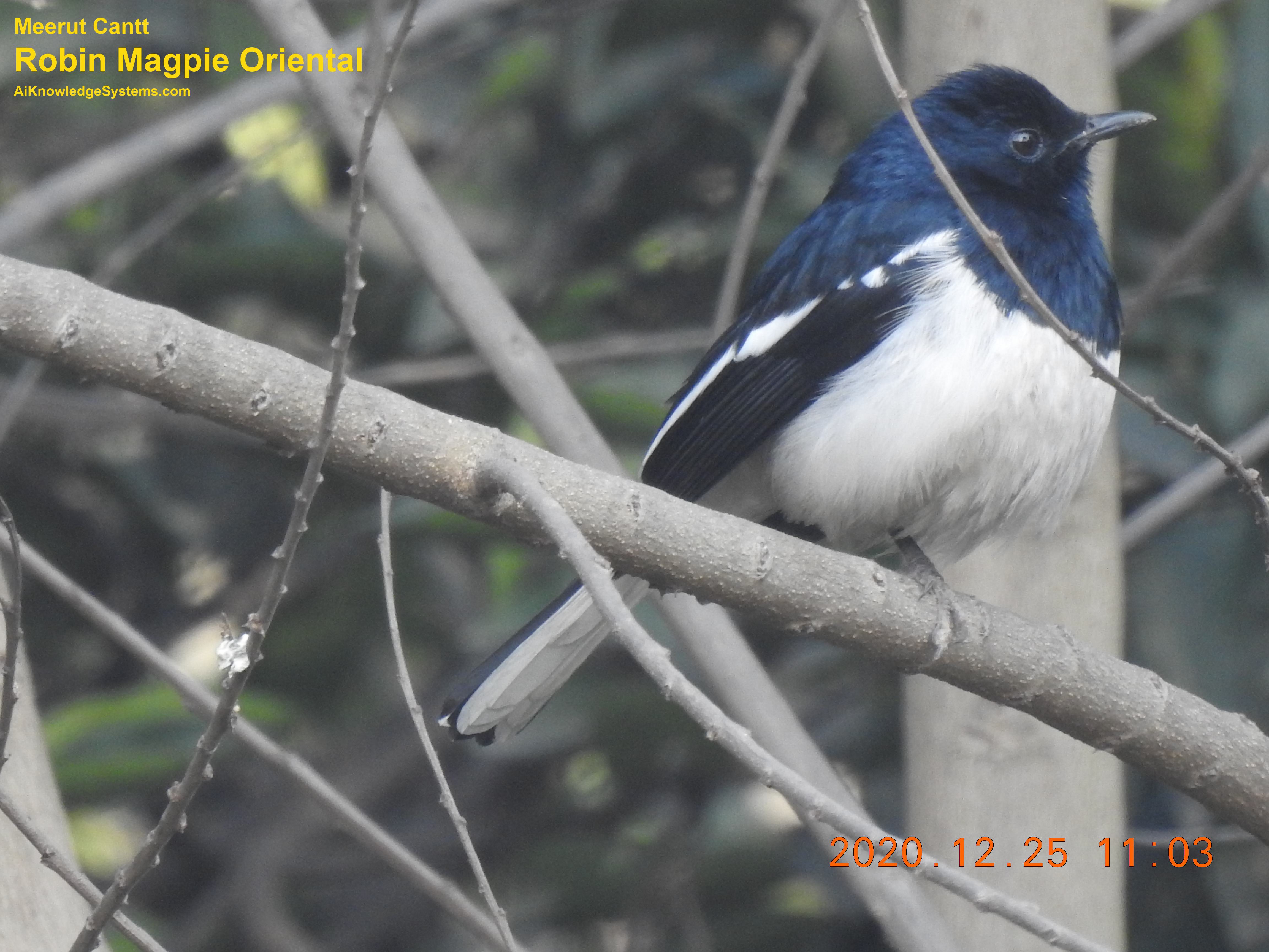 Magpie Robin (117) Coming Soon